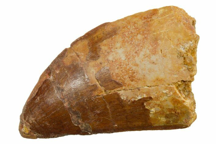 Serrated, Carcharodontosaurus Tooth - Real Dinosaur Tooth #351612